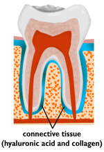 Hyaluronic acid in the
gums hyalogic6.jpg